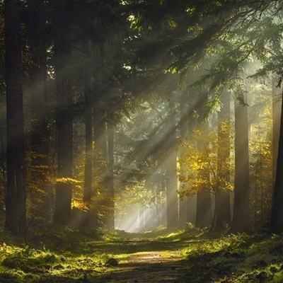 盈彩网下载手机版截图